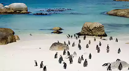 Boulders_beach_Simons_town-2