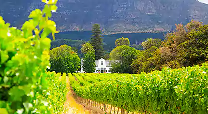 cape wine farms