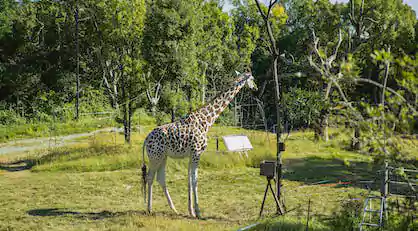 garden route tours with paulsu travel and tours western cape