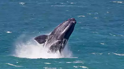 hermanus wale watching tour with PaulSu Travel & Tours