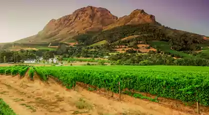 vineyards-helderberg-mountain-near-stellenbosch