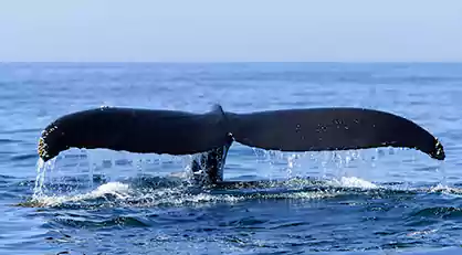 wale watching tour with PaulSu Travel & Tours